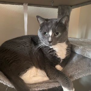 Meet your Posher, Stevana